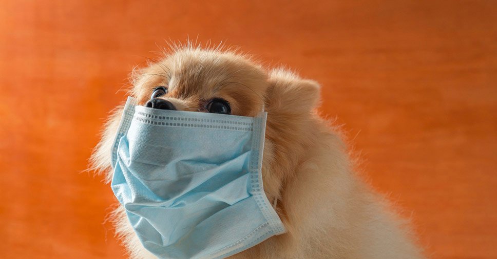 Cães transmitem o novo coronavírus: mito ou verdade?