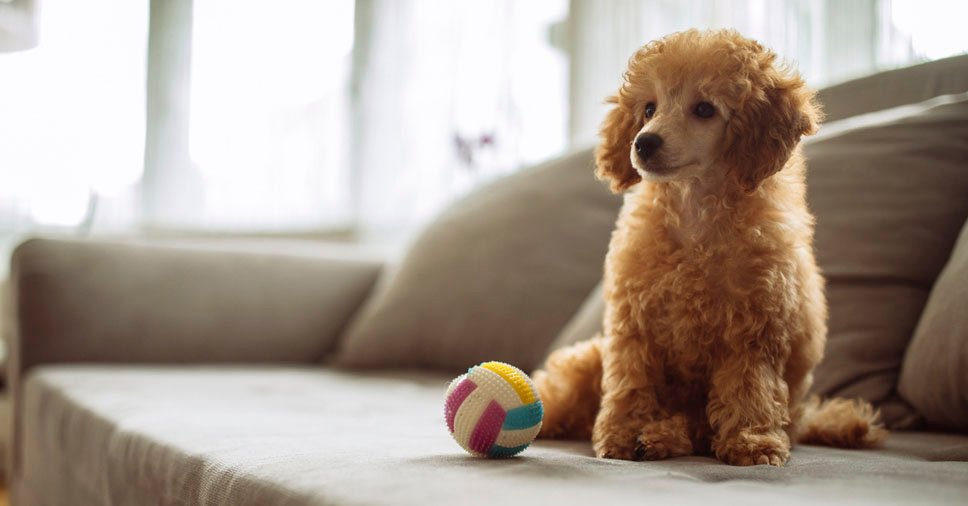 Precisa deixar seu cão sozinho em casa? Confira nossas dicas!