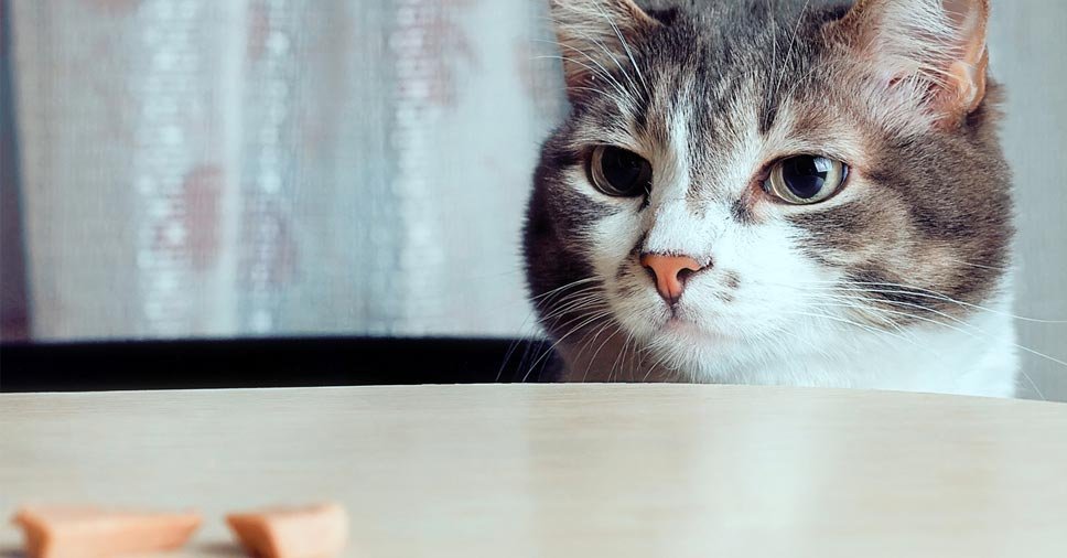 Patê para gatos ou alimentação natural: o que é melhor para o seu pet?