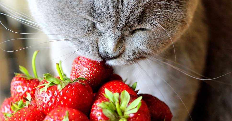 Conheça as melhores frutas para gatos