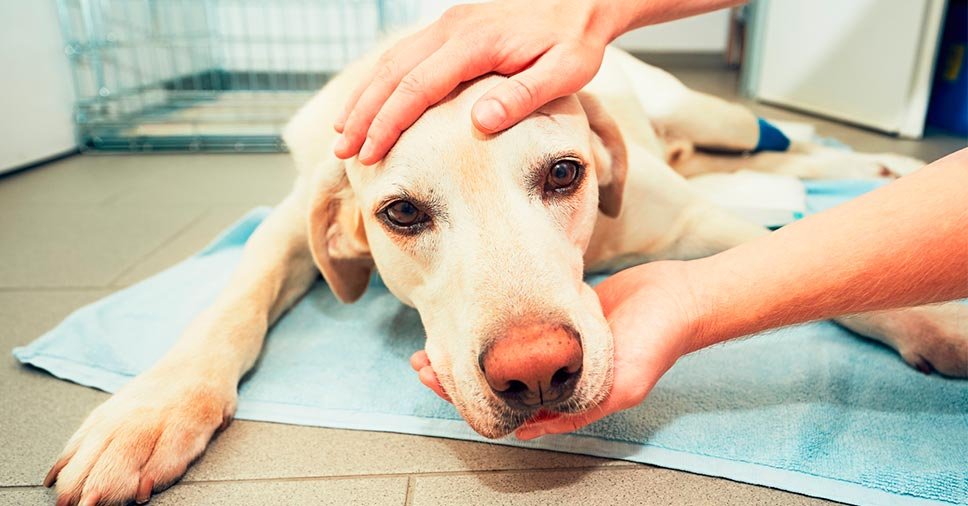 Na imagem vemos um cachorro com parvovirose canina. Veja neste artigo como proteger seu cãozinho!
