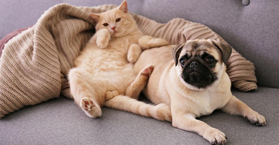Na imagem vemos um cachorro e um gato. Descubra as diferenças entre pets neste artigo!