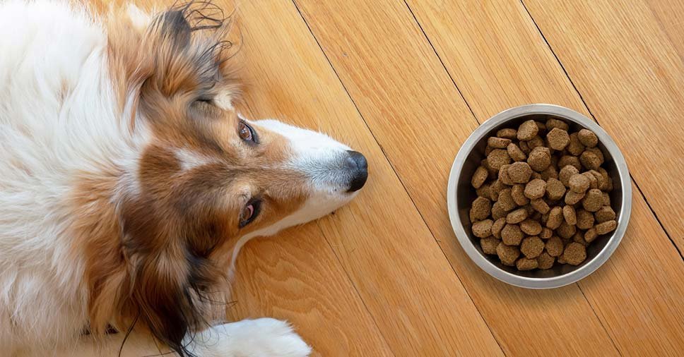 Falta de apetite em cães: conheça as causas e tratamentos!