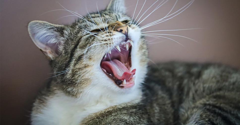 Felino com a boca aberta representa como prevenir doenças orais em gatos