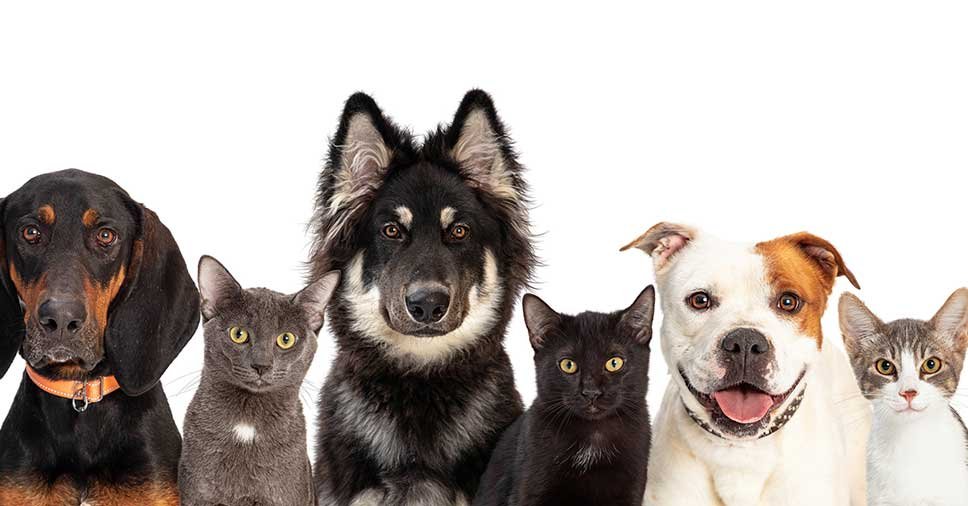 Vemos seis pets na imagem. Conheça os direitos do pet no Dia Mundial dos Animais!