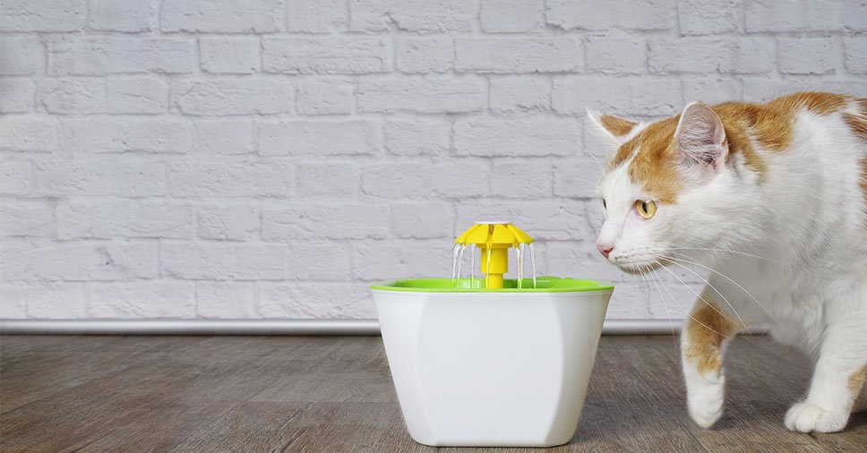 Vemos um felino desidratado. Veja os riscos se o seu gato não bebe água!