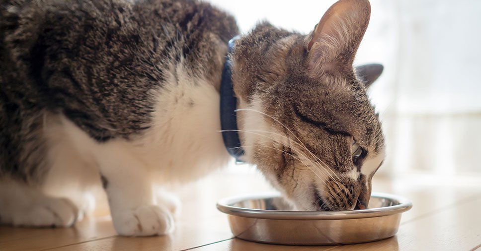 Vemos um felino se alimentando. Entenda se gato pode comer batata-doce!