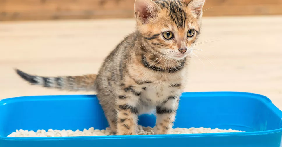 Cistite em gatos: o que é, tratamento e como evitar
